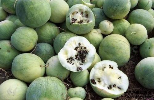 吃瓜是什么来源,吃瓜文化的起源与演变