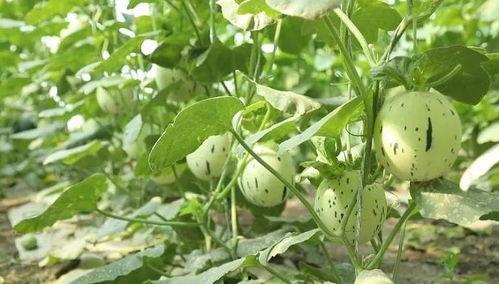 瓜州吃瓜什么梗,揭秘网络热梗背后的故事与影响