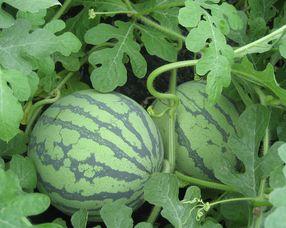 棚瓜孕妇可以吃吗,棚瓜孕妇可否食用？