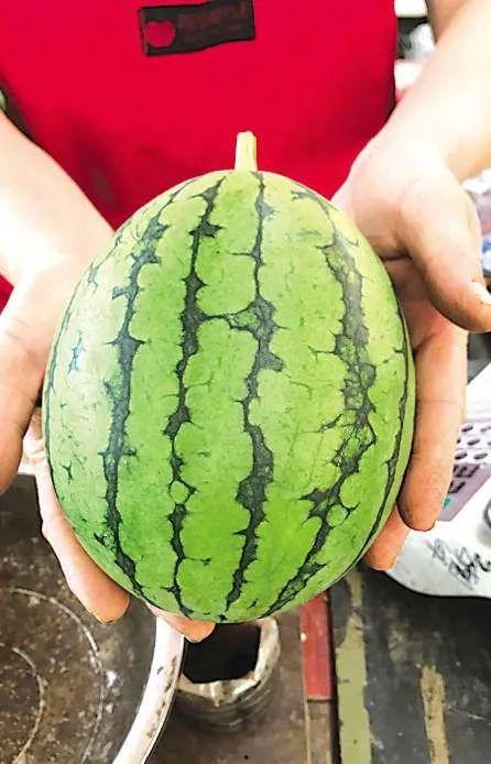 甜水瓜吃瓜,夏日消暑的天然甜品，吃瓜新体验