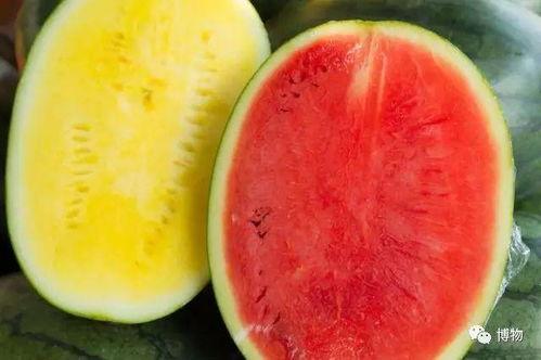 吃瓜群众种植物,揭秘吃瓜群众种植物的魅力