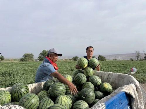 马人吃瓜,揭秘动物界的趣味食趣