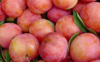 吃瓜李子的视频,揭秘娱乐圈幕后故事