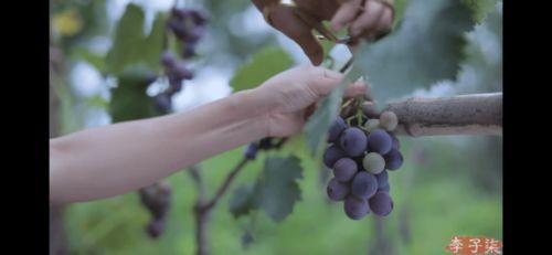 吃瓜李子的视频,揭秘娱乐圈幕后故事