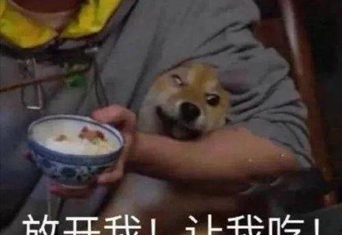 吃瓜参考文献,从娱乐现象到社会现象的演变