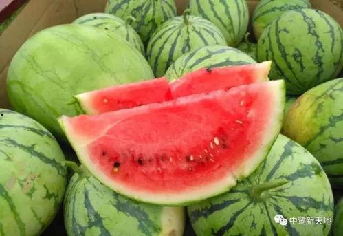 今日吃瓜51吃瓜王,揭秘吃瓜王背后的故事