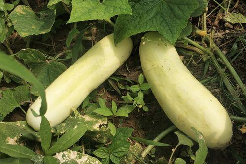 白色瓜可以吃吗,白色瓜果的食用价值与食用指南