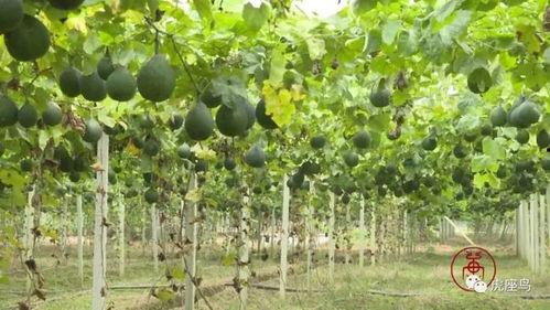 松滋哪里可以吃瓜,瓜果飘香，尽享清凉时光