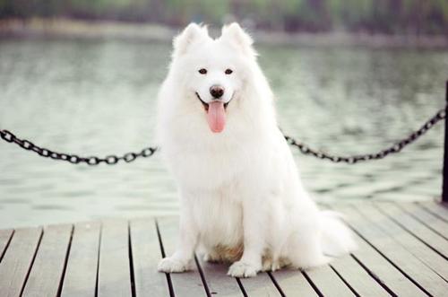 4个月萨摩可以吃瓜吗,瓜类食物的适宜摄入指南