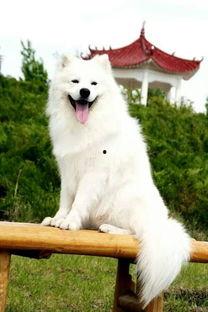 4个月萨摩可以吃瓜吗,瓜类食物的适宜摄入指南